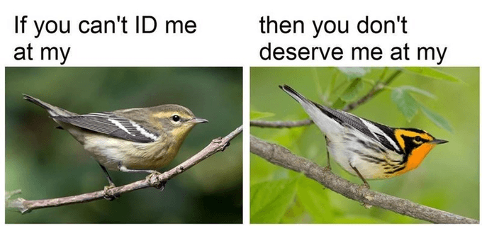 bird shazam